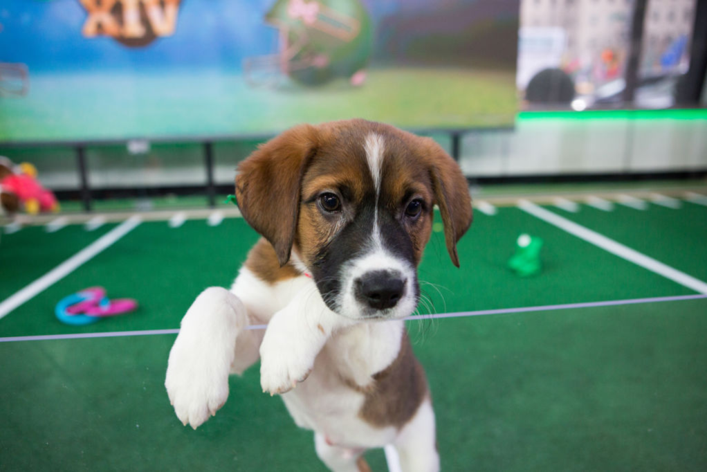 Puppy Bowl