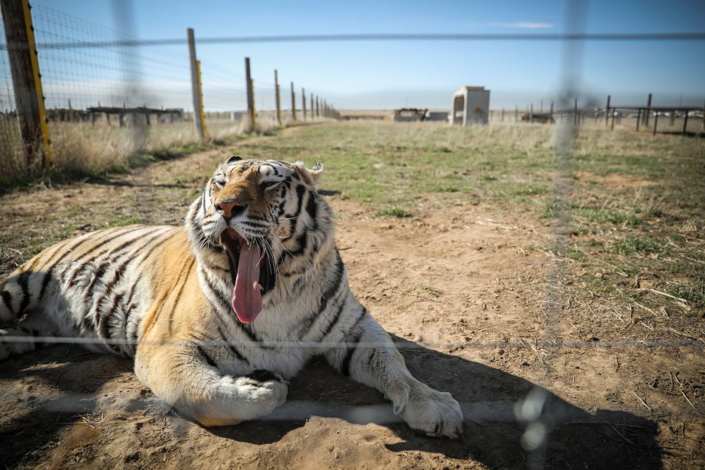 One of the 39 tigers rescued in 2017 from Joe Exotic's G.W. Exotic Animal Park