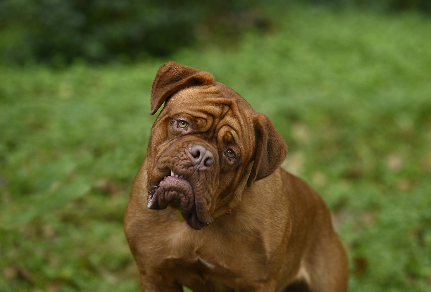 A French Mastiff dog tilts its head and exposes a tooth