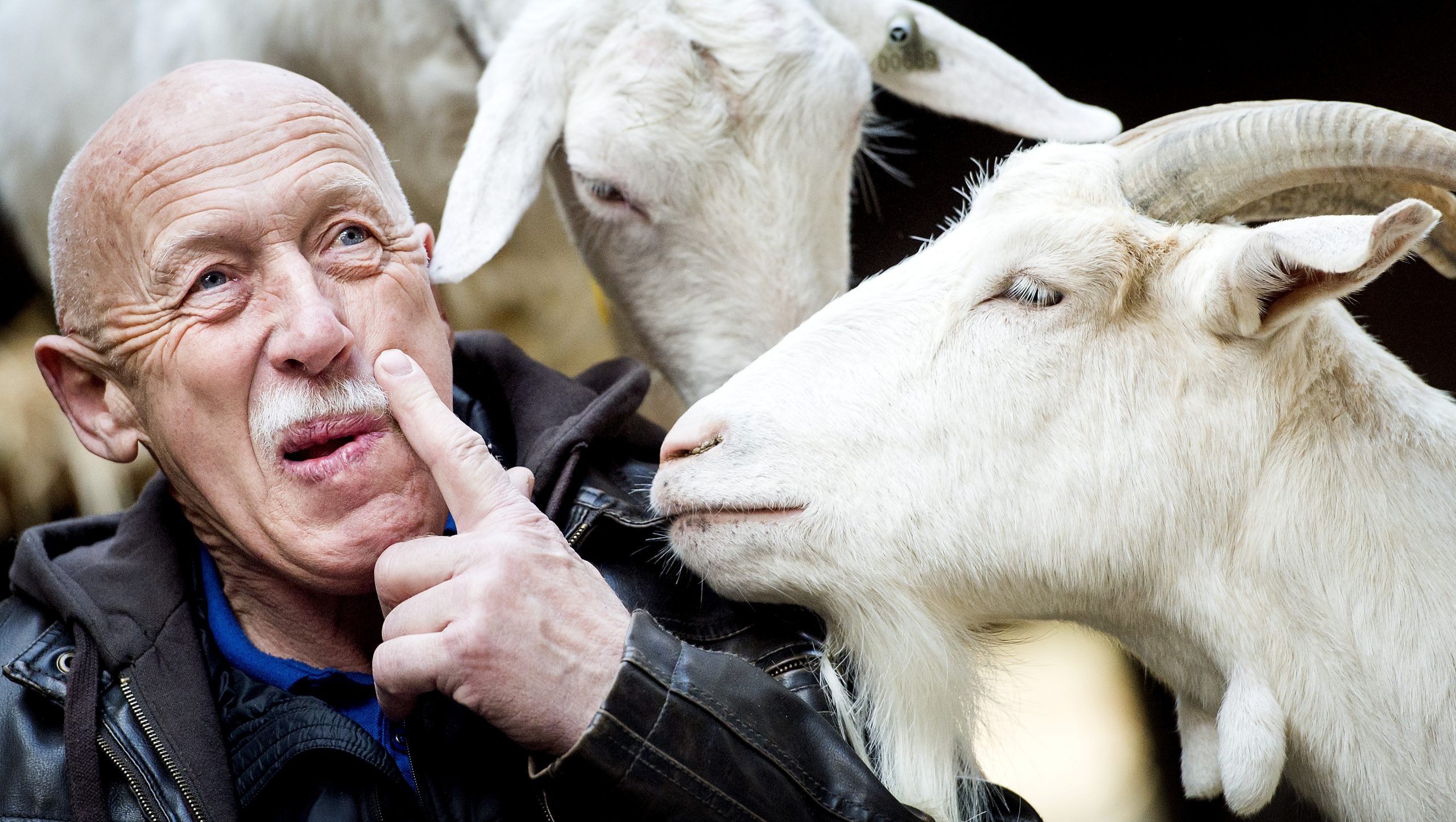 'The Incredible Dr. Pol' How Did the NetherlandsBorn Veterinarian End