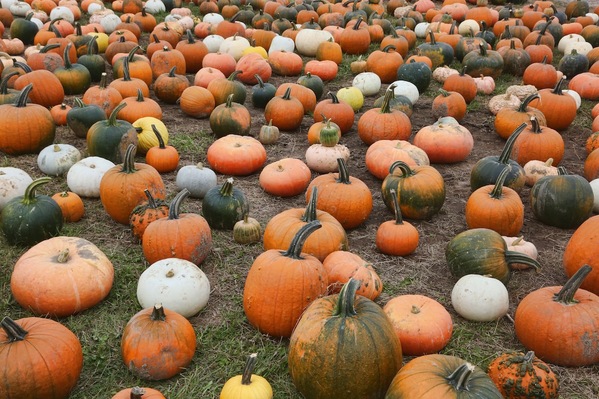 Pumpkins on the ground in a pumpkin patch