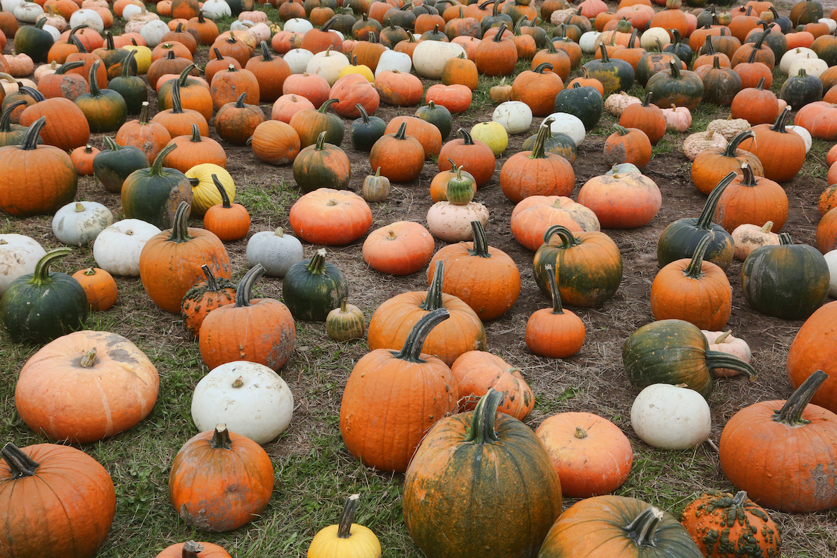 'Little People, Big World' Will There Be a Roloff Farms Pumpkin Season