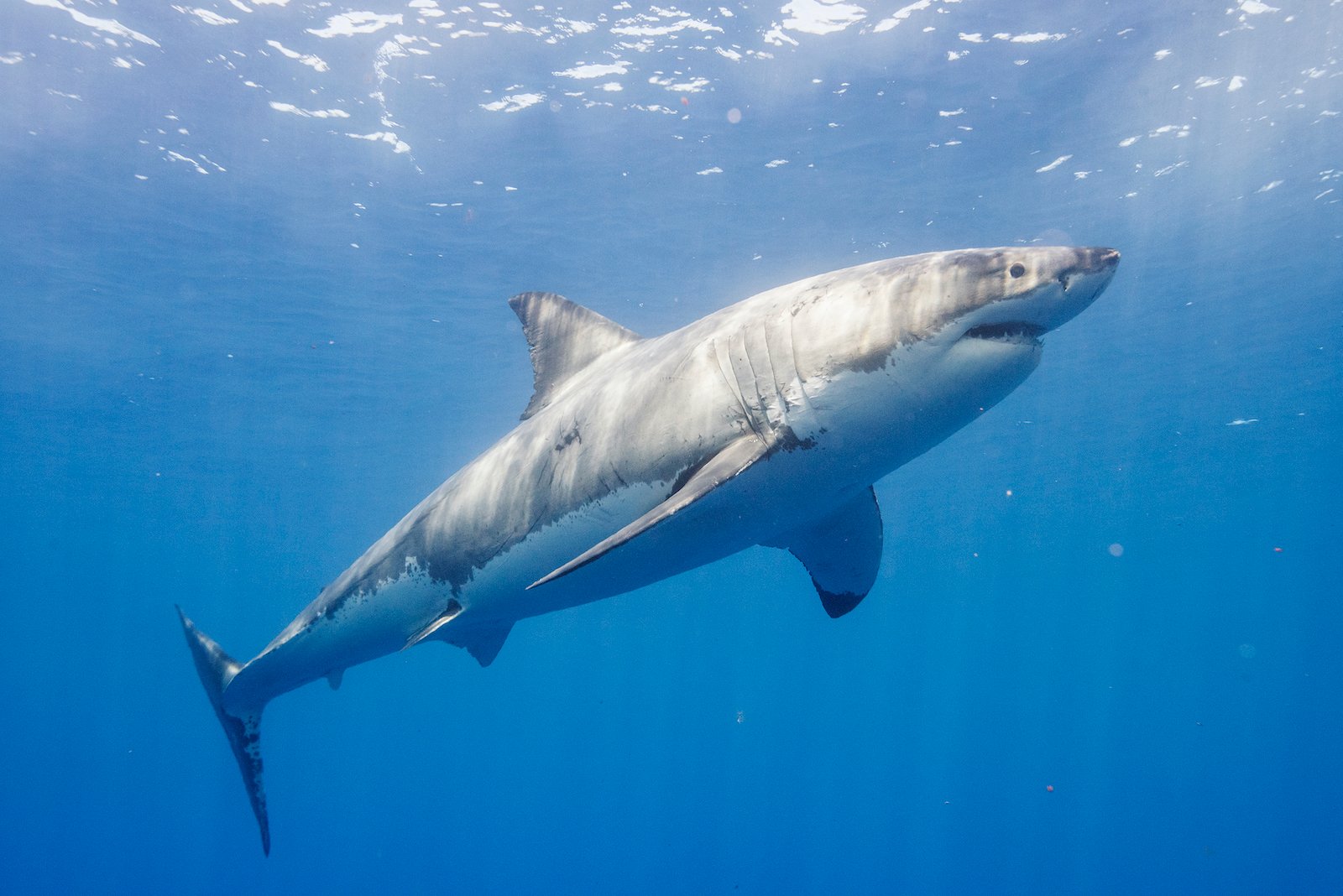 'Réunion Shark Attacks in Paradise' Host Daniel Duane Reveals Why