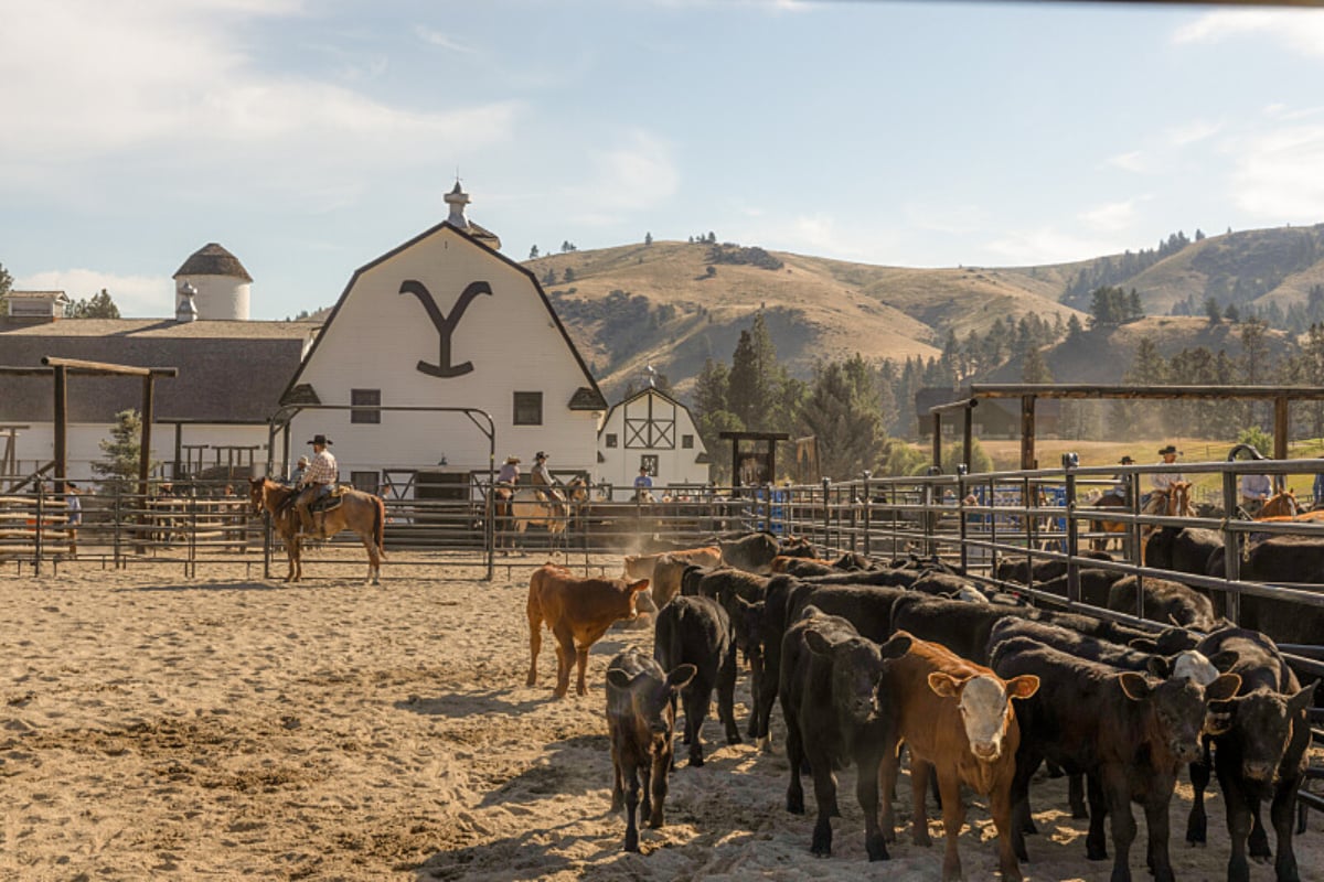 Cattle become infected with brucellosis in Yellowstone Season 5. A herd of cattle stand in front of a barn at the Yellowstone Dutton Ranch. 