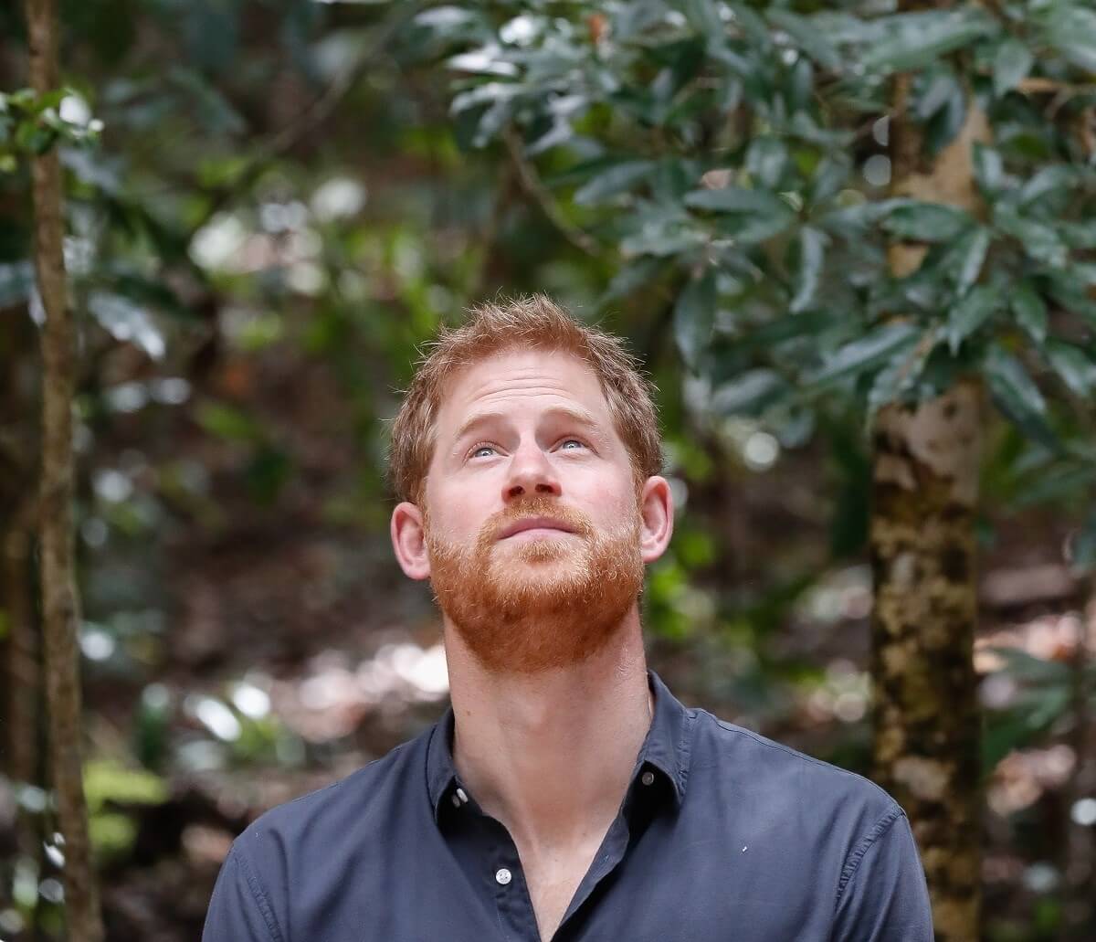 Prince Harry, whose body language was analyzed during solo trip to Tokyo, looking up at the Queen's Commonwealth Canopy in Fraser Island, Australia