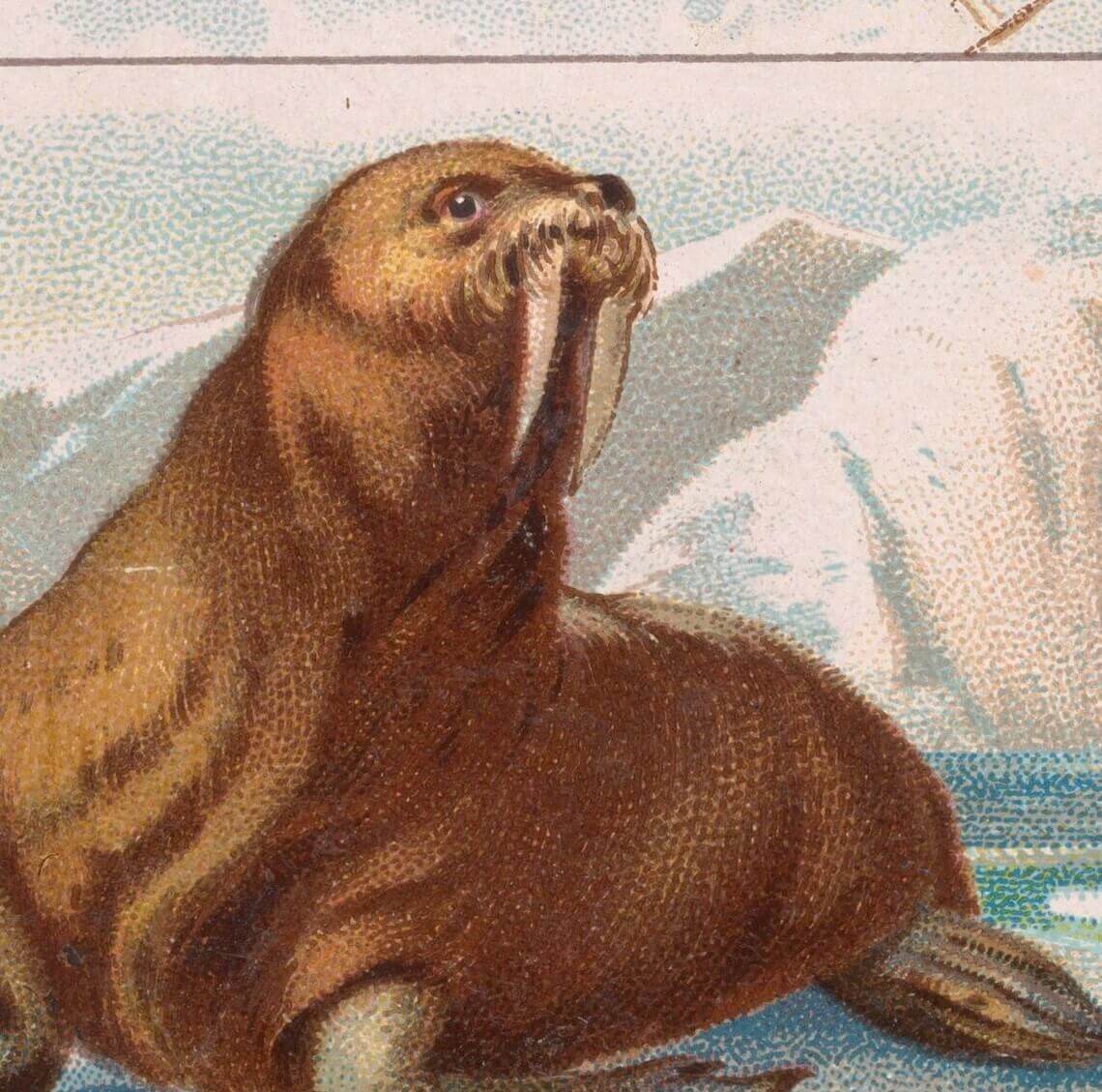 A walrus on a postcard