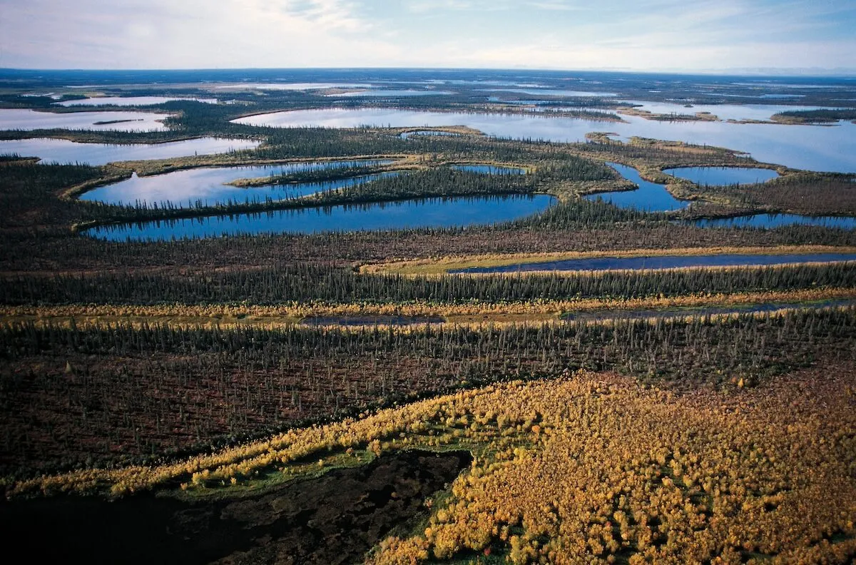 An aerial view of the Mackenzie River Delta with lakes, winding rivers, and trees