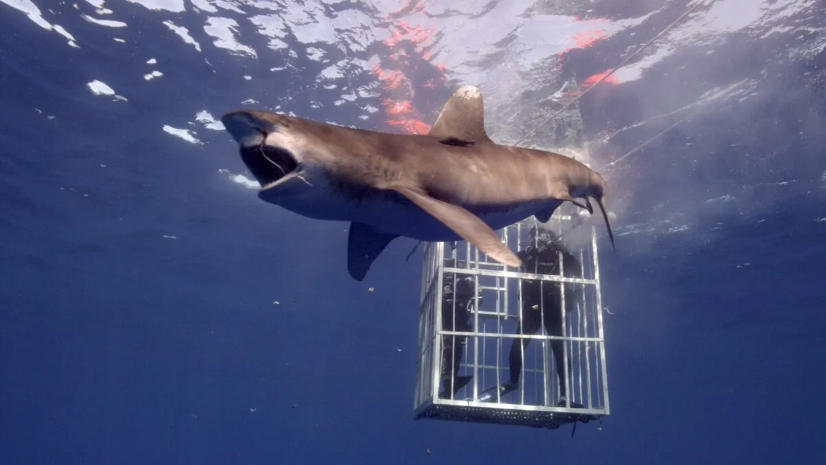 Shark is eating bait and swimming past diver’s cage