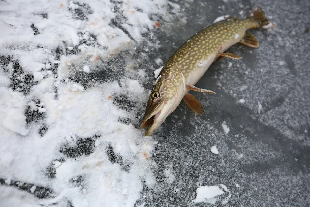 Northern pike lying on ice