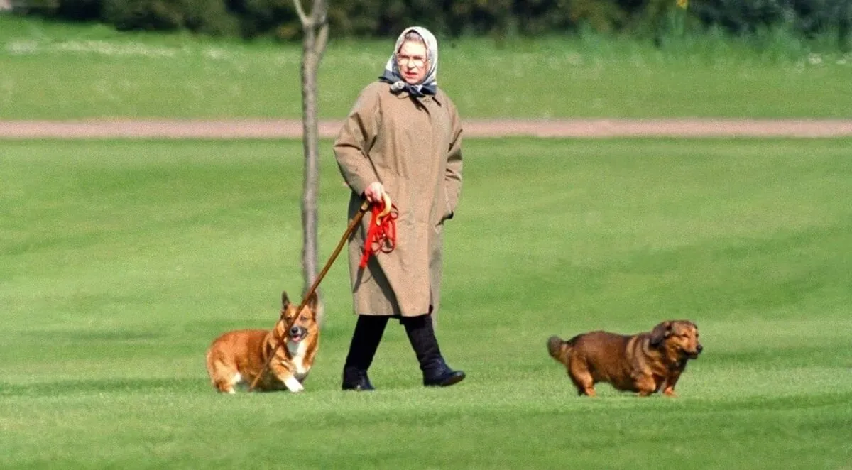 Queen Elizabeth II walking her dogs at Windsor Castle