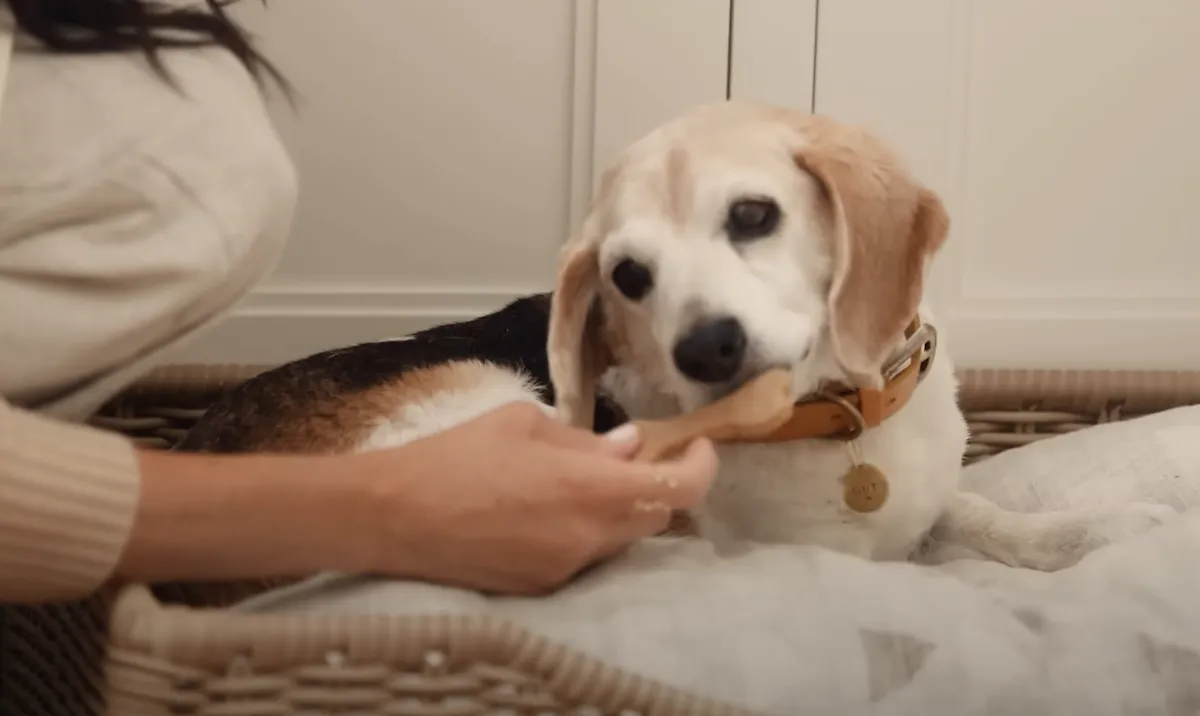 Meghan Markle's beagle, Guy