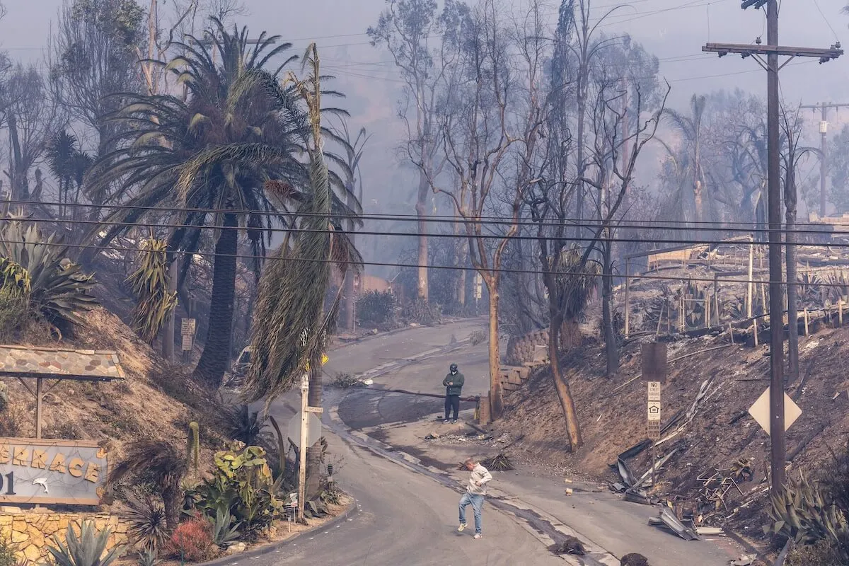 Burnt trees and ruined homes in the aftermath of the Palisades Fire