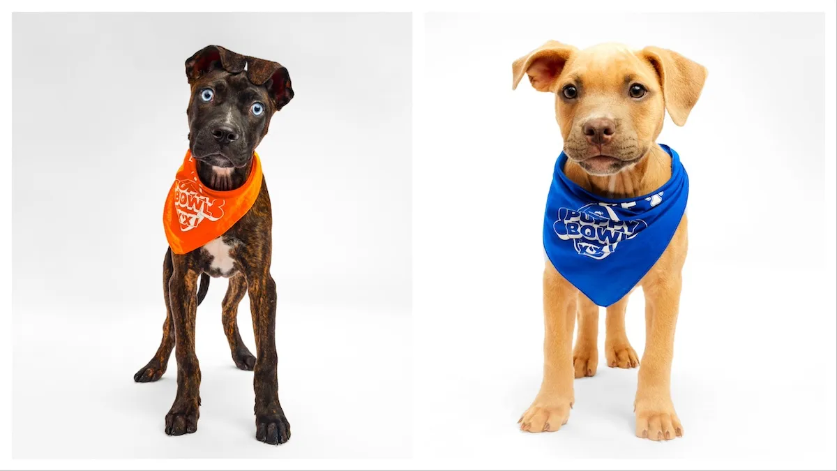 Side-by-side photos for a blue-eyed puppy dark fur and a puppy with golden fur who will compete in Puppy Bowl XXI