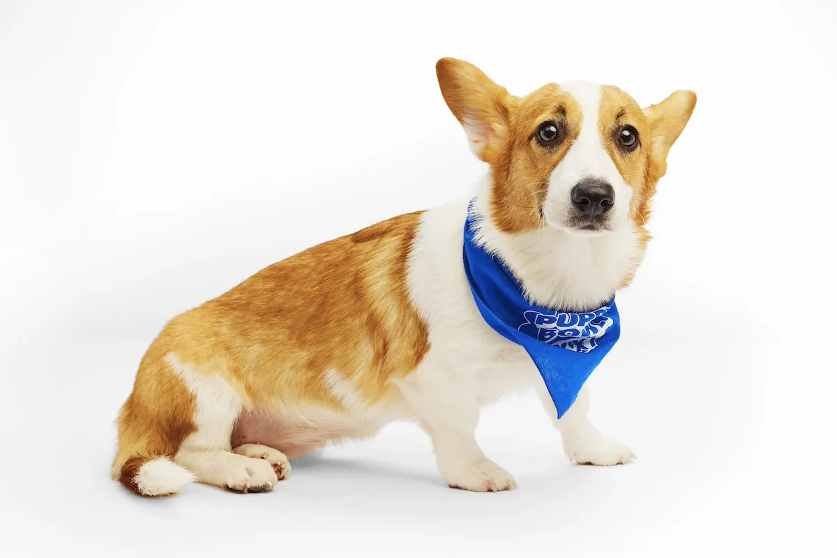 A corgi with a blue bandanna from Puppy Bowl XXI